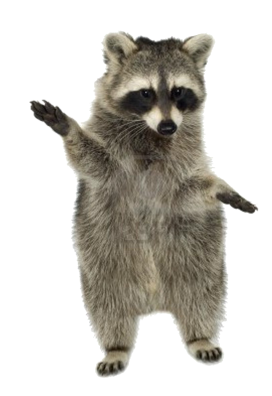 KCZC's mascot Bernie, a raccoon